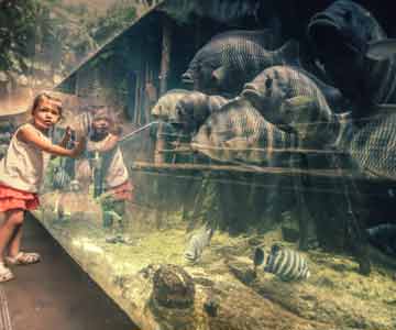 Curious Young Girl Gazing At The Large Fish In An Aquarium. 