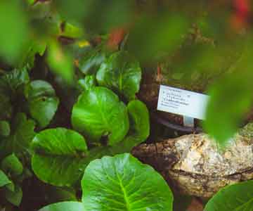 A small white garden label surround by green plants.