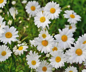 A close up of a field of daisy.