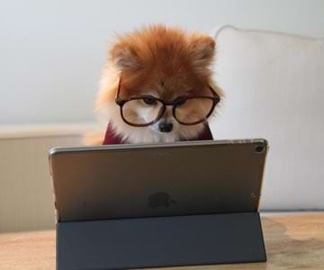 A dog with glasses staring at a laptop computer.
