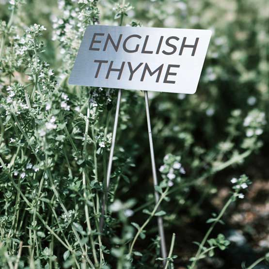 Custom Stainless Steel Garden Sign Laser Fused With English Thyme Text Standing In Bush Of Thyme Via Metal Stake